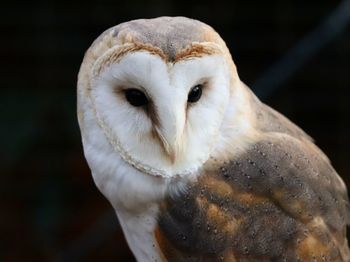Close-up of a owl 