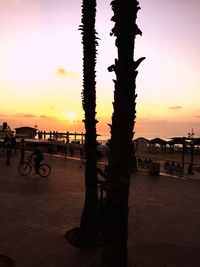 Scenic view of trees at sunset