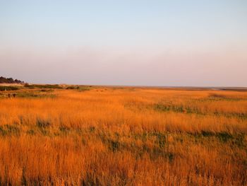 Scenic view of field against sky during sunset