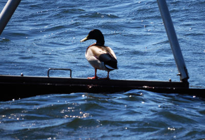 Bird perching in water