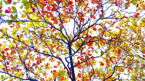 Low angle view of fresh flower tree against sky