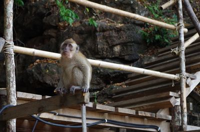 Low angle view of monkey sitting on wood by staircase