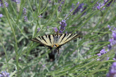 Close-up of butterfly pollinating on purple flower