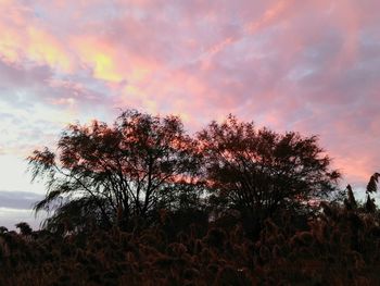 Low angle view of silhouette trees against sky during sunset