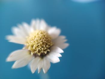 Close-up of white flower against blue sky