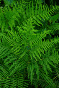 Green background of fern leaves viewed from the top