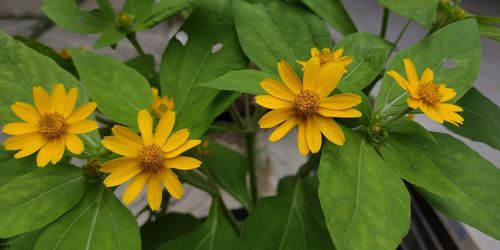 Close-up of yellow flowering plant