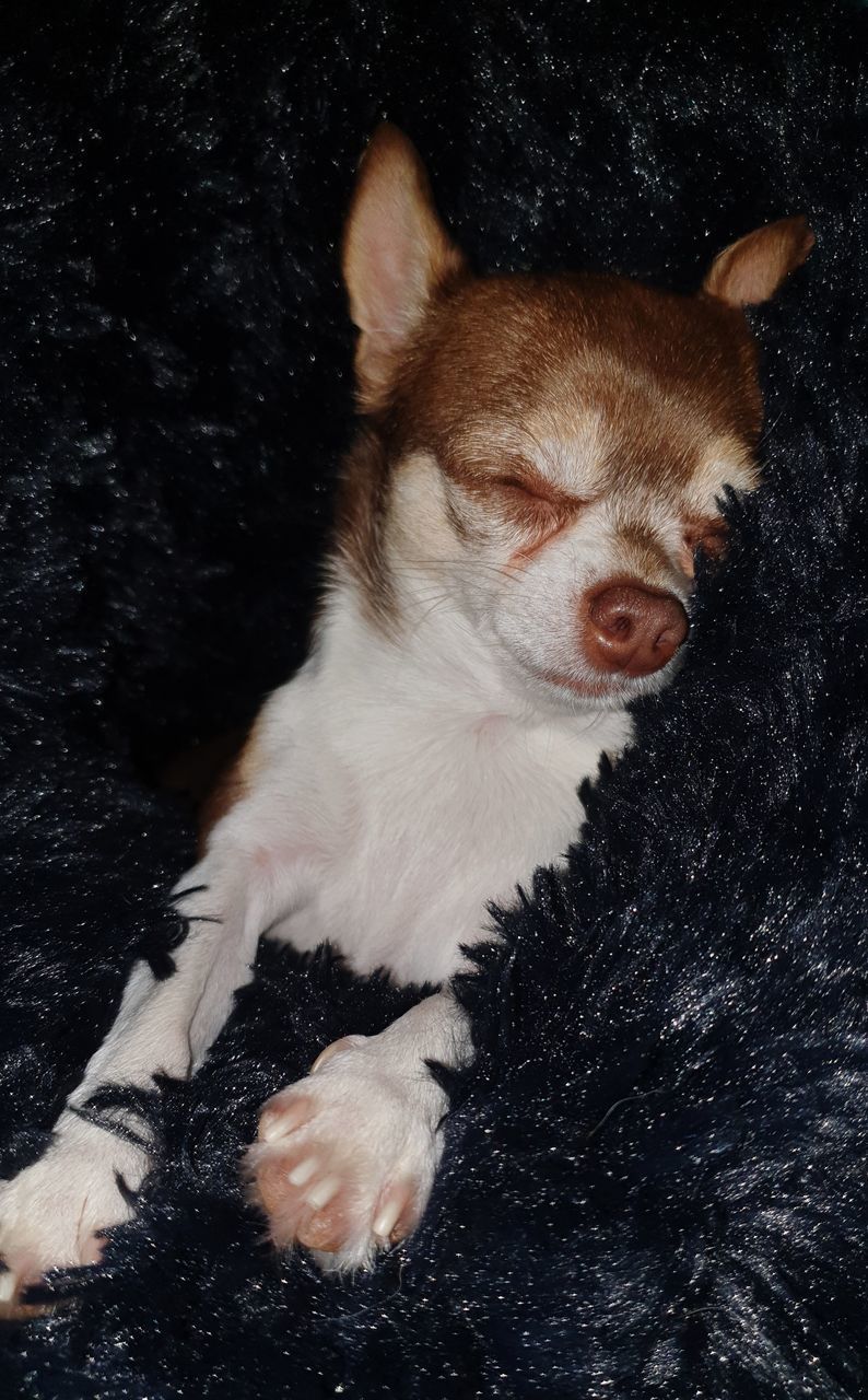 HIGH ANGLE VIEW OF A DOG WITH EYES CLOSED