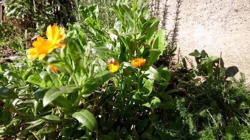 Yellow flowers blooming in park