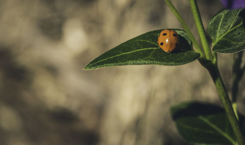 Ladybird on a sunny green leaf with brown background, back view