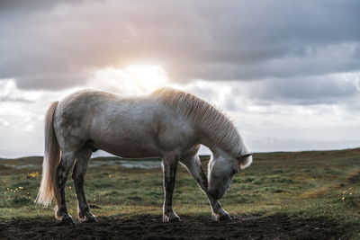 Horse standing on land against sky