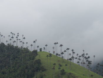 Low angle view of trees against sky