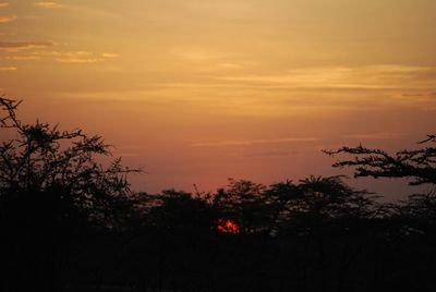 Trees at sunset