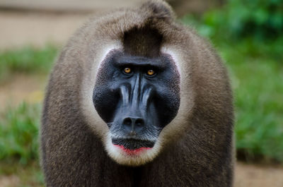 Close-up portrait of monkey