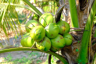 Close-up of fruits growing on tree