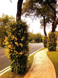 Road amidst trees against sky in city