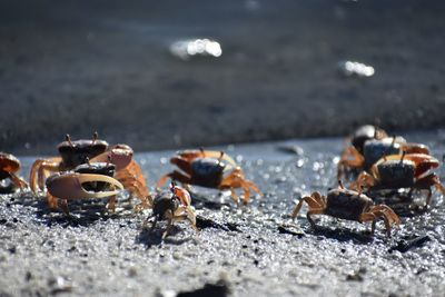 Close-up of crabs at beach