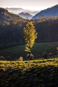 Scenic view of tree mountains against sky