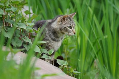 Cat looking away