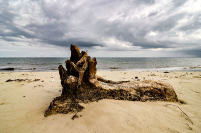 Driftwood on sand at beach against sky