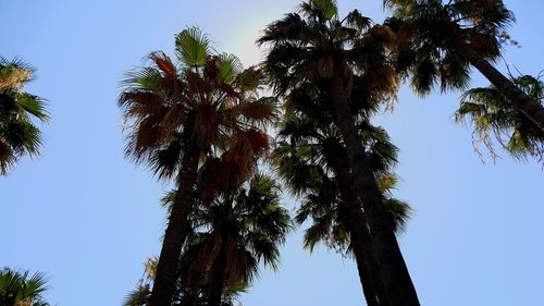 Low angle view of palm trees against clear sky