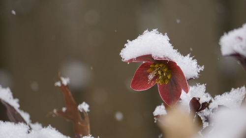 Close-up of frozen plant