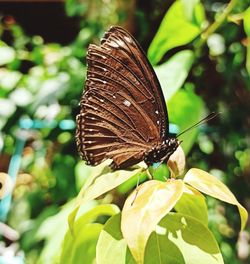 Close-up of butterfly pollinating flower