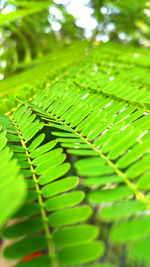 Close-up of fern leaves