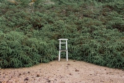 Empty chair against plants