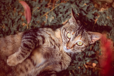 Portrait of a cat lying on land