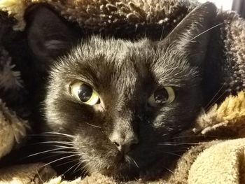 Close-up portrait of cat relaxing
