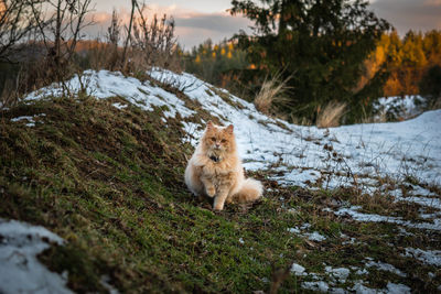 Dog running on snow covered field