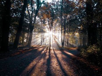 Sunlight streaming through trees in forest