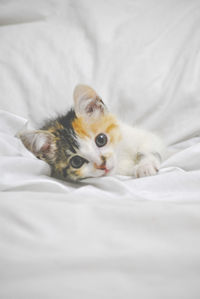 Portrait of cat lying on bed