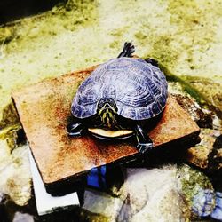 High angle view of tortoise in container