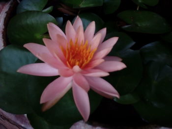 Close-up of flower blooming outdoors