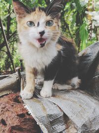 Portrait of cat sitting on wood