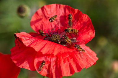 Close-up of insect on red flower
