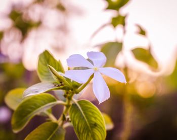 Close-up of white flowering plant