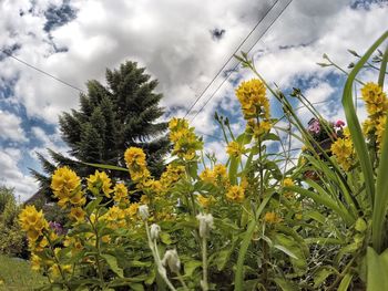 Yellow flowers blooming against sky