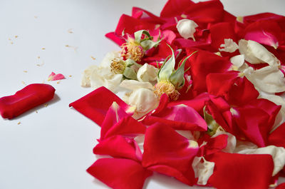 High angle view of red roses on white background