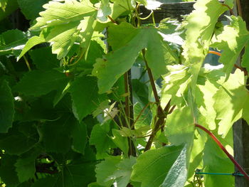 Close-up of a tree