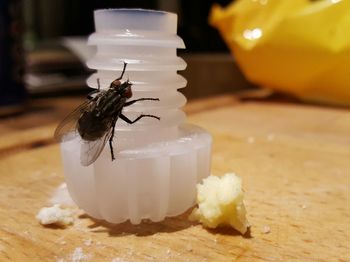 Close-up of frog on table