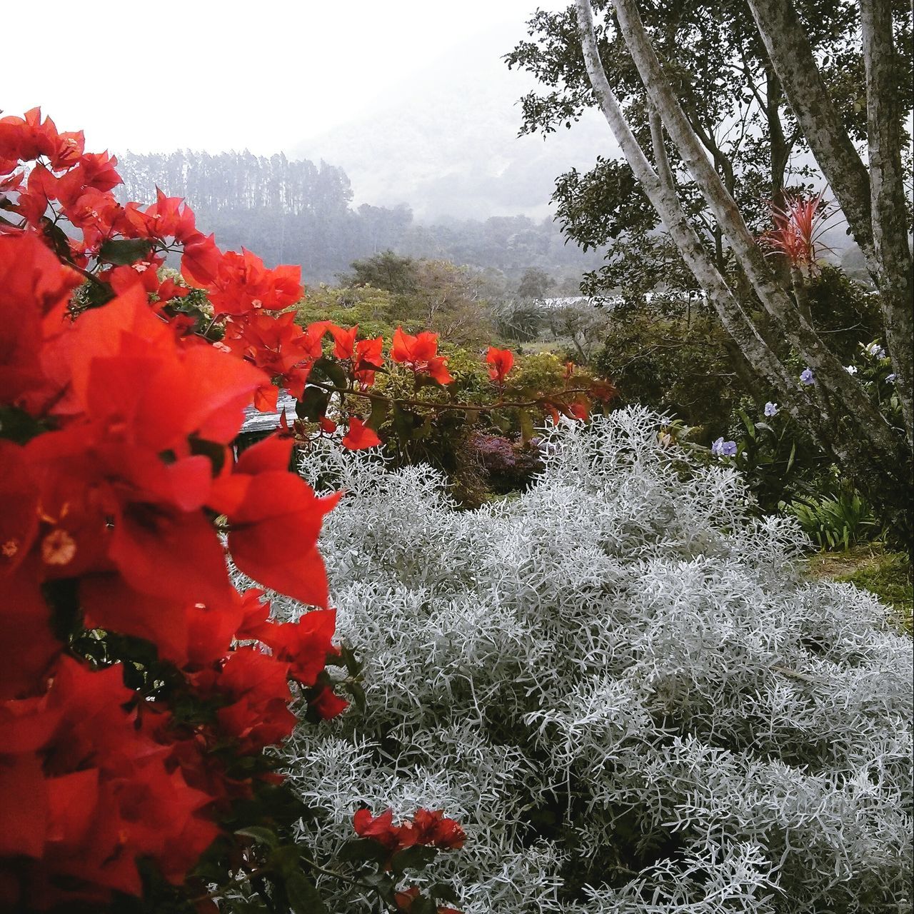 flower, growth, red, freshness, beauty in nature, tree, nature, fragility, season, plant, blooming, in bloom, blossom, sky, tranquility, day, petal, branch, outdoors, springtime