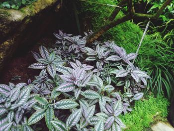 High angle view of flowering plant in back yard