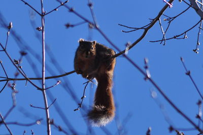 Low angle view of squirrel on tree against sky