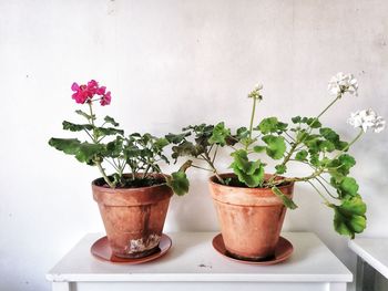 Close-up of potted plant