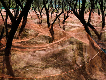 View of trees in forest