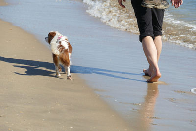 Rear view of a small dog and human walking along the beach