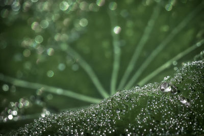 Close-up of wet plants during rainy season